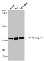 PIK3R4 Antibody in Western Blot (WB)