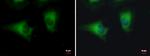 DYNC1LI1 Antibody in Immunocytochemistry (ICC/IF)