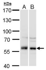 DYNC1LI1 Antibody in Western Blot (WB)