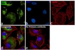 CRBN Antibody in Immunocytochemistry (ICC/IF)