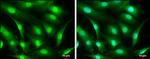 CRBN Antibody in Immunocytochemistry (ICC/IF)