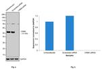 CRBN Antibody