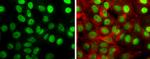 TIF1 gamma Antibody in Immunocytochemistry (ICC/IF)