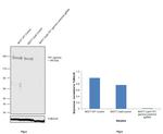 TIF1 gamma Antibody in Western Blot (WB)