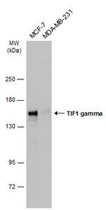 TIF1 gamma Antibody in Western Blot (WB)