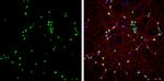 NeuN Antibody in Immunocytochemistry (ICC/IF)