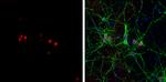 NeuN Antibody in Immunocytochemistry (ICC/IF)