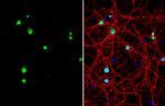 NeuN Antibody in Immunocytochemistry (ICC/IF)