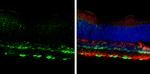 NeuN Antibody in Immunohistochemistry (Frozen) (IHC (F))