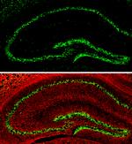 NeuN Antibody in Immunohistochemistry (Frozen) (IHC (F))