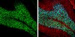 NeuN Antibody in Immunohistochemistry (Frozen) (IHC (F))