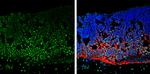 NeuN Antibody in Immunohistochemistry (Frozen) (IHC (F))