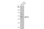 NeuN Antibody in Western Blot (WB)