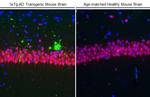 NeuN Antibody in Immunohistochemistry (Paraffin) (IHC (P))