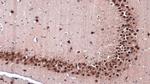 NeuN Antibody in Immunohistochemistry (Paraffin) (IHC (P))