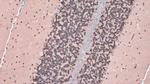 NeuN Antibody in Immunohistochemistry (Paraffin) (IHC (P))