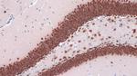 NeuN Antibody in Immunohistochemistry (Paraffin) (IHC (P))