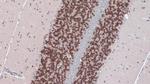 NeuN Antibody in Immunohistochemistry (Paraffin) (IHC (P))