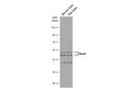 NeuN Antibody in Western Blot (WB)