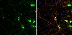 SAP102 Antibody in Immunocytochemistry (ICC/IF)