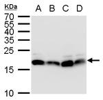 POLE3 Antibody in Western Blot (WB)