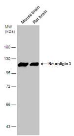 NLGN3 Antibody in Western Blot (WB)