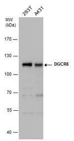 DGCR8 Antibody in Western Blot (WB)