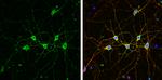 PHD2 Antibody in Immunocytochemistry (ICC/IF)