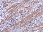 CRTAC1 Antibody in Immunohistochemistry (Paraffin) (IHC (P))