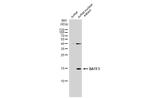 BATF3 Antibody in Western Blot (WB)