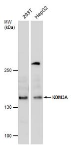 JMJD1A Antibody in Western Blot (WB)