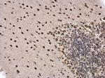 PTBP2 Antibody in Immunohistochemistry (Paraffin) (IHC (P))