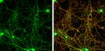 SHANK3 Antibody in Immunocytochemistry (ICC/IF)