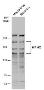 SHANK3 Antibody in Western Blot (WB)