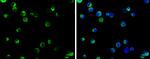 SELK Antibody in Immunocytochemistry (ICC/IF)