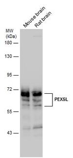 PEX5L Antibody in Western Blot (WB)