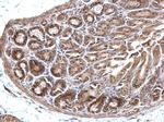 EEFSEC Antibody in Immunohistochemistry (Paraffin) (IHC (P))