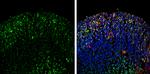 Neurogenin 2 Antibody in Immunohistochemistry (Frozen) (IHC (F))