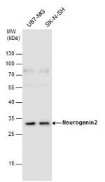 Neurogenin 2 Antibody in Western Blot (WB)