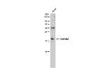 GREM2 Antibody in Western Blot (WB)