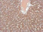 MFN1 Antibody in Immunohistochemistry (Paraffin) (IHC (P))