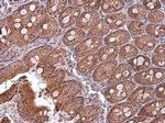 MFN1 Antibody in Immunohistochemistry (Paraffin) (IHC (P))