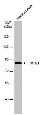 MFN1 Antibody in Western Blot (WB)