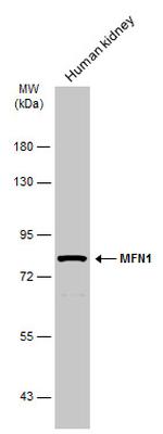 MFN1 Antibody in Western Blot (WB)