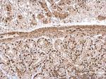 IPO5 Antibody in Immunohistochemistry (Paraffin) (IHC (P))