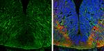 EFHD2 Antibody in Immunohistochemistry (Frozen) (IHC (F))