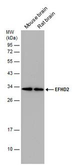 EFHD2 Antibody in Western Blot (WB)