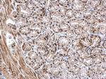 NKAP Antibody in Immunohistochemistry (Paraffin) (IHC (P))