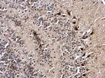 NKAP Antibody in Immunohistochemistry (Paraffin) (IHC (P))