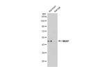 NKAP Antibody in Western Blot (WB)